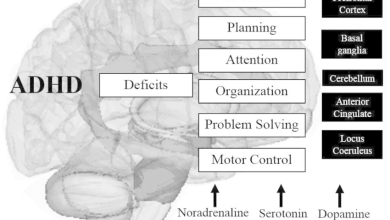 ADHD And Brain Structure & Function